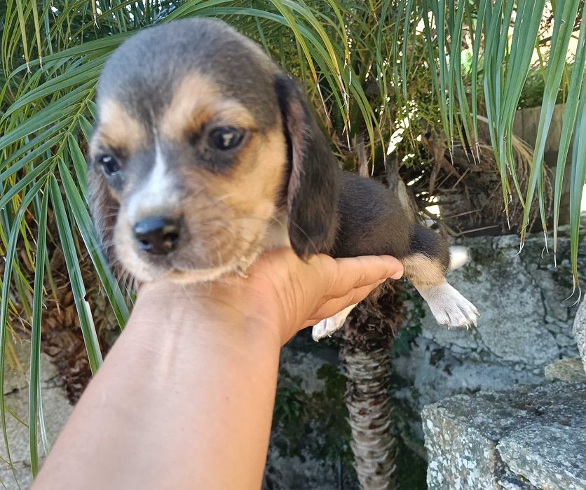 Beagle fêmea maravilhosa