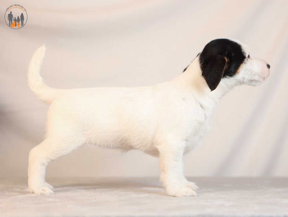 Jack Russell Terrier ZKwP FCI po Championie