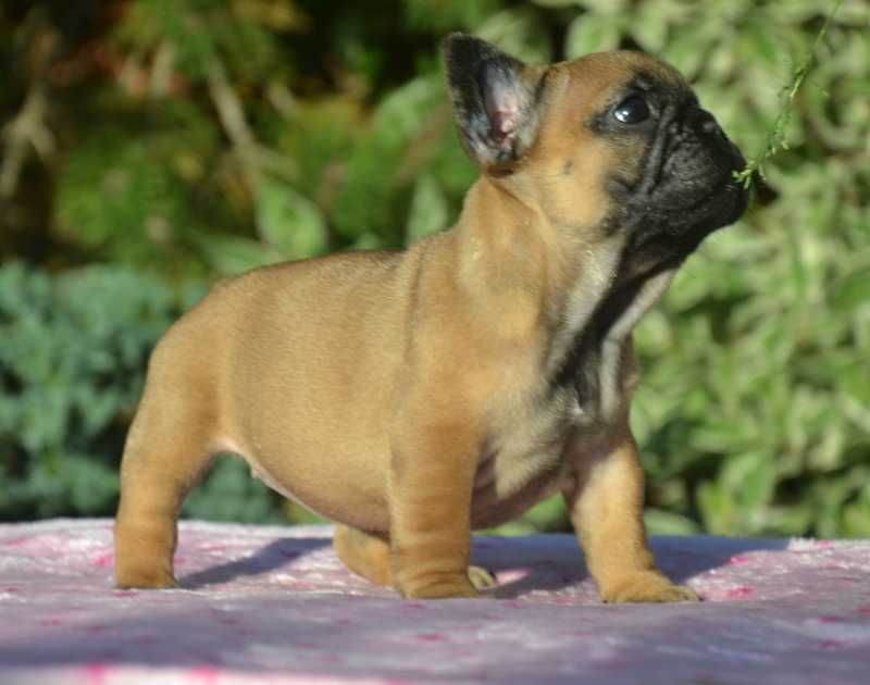 Buldog Francuski