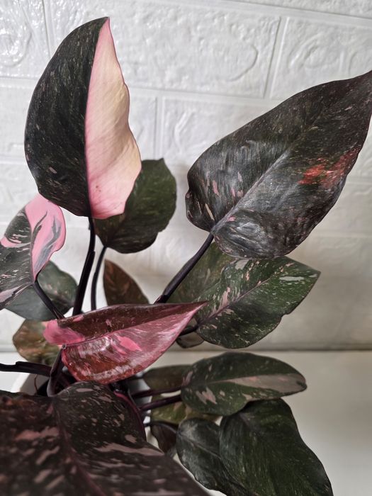 Philodendron Pink Princess Galaxy (Marble)