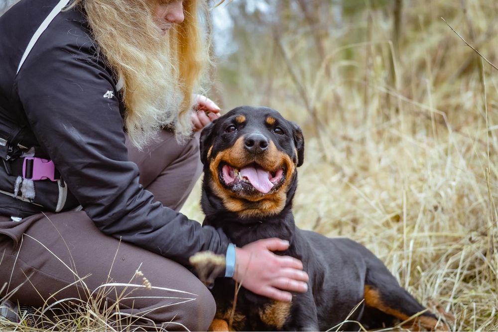 Carna- suczka w typie rottweilera czeka na odpowiedzialny dom