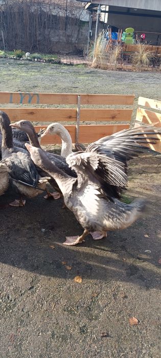 Sprzedam gęsi landes