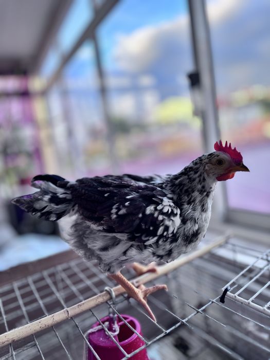 Rhode Island Red 100% puro e legorne