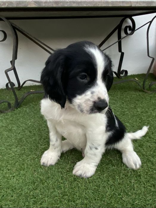 springer spaniel linha de trabalho