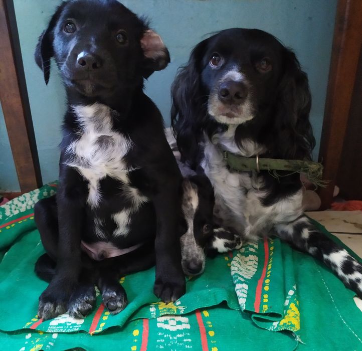 Цуценя  спаніеля