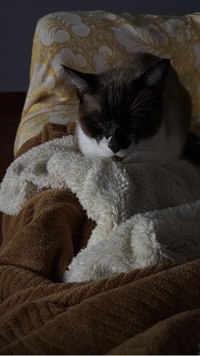 Gato para adoção