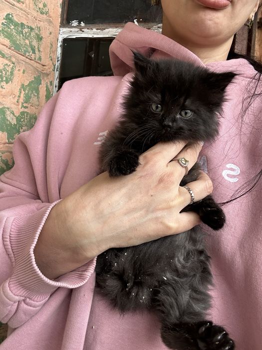Кошенята шукають своі родини. Тільки Харків. Тільки в квариру