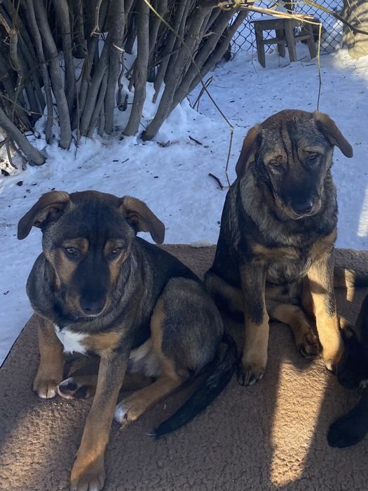 Прилаштовуються цуцики