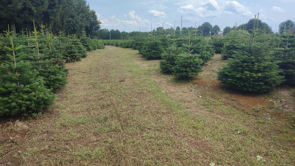 Jodła kaukaska kopana w donicy 60-150 cm choinki PLANTACJA CHOINEK