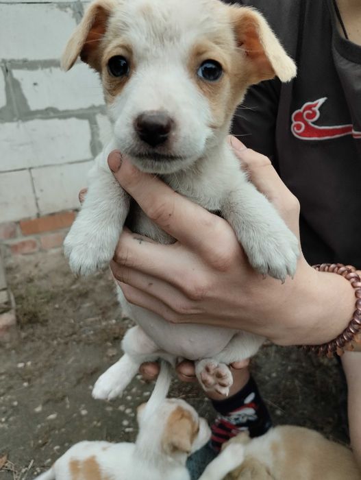 Срочно! Маленькі Щенята шукають дім