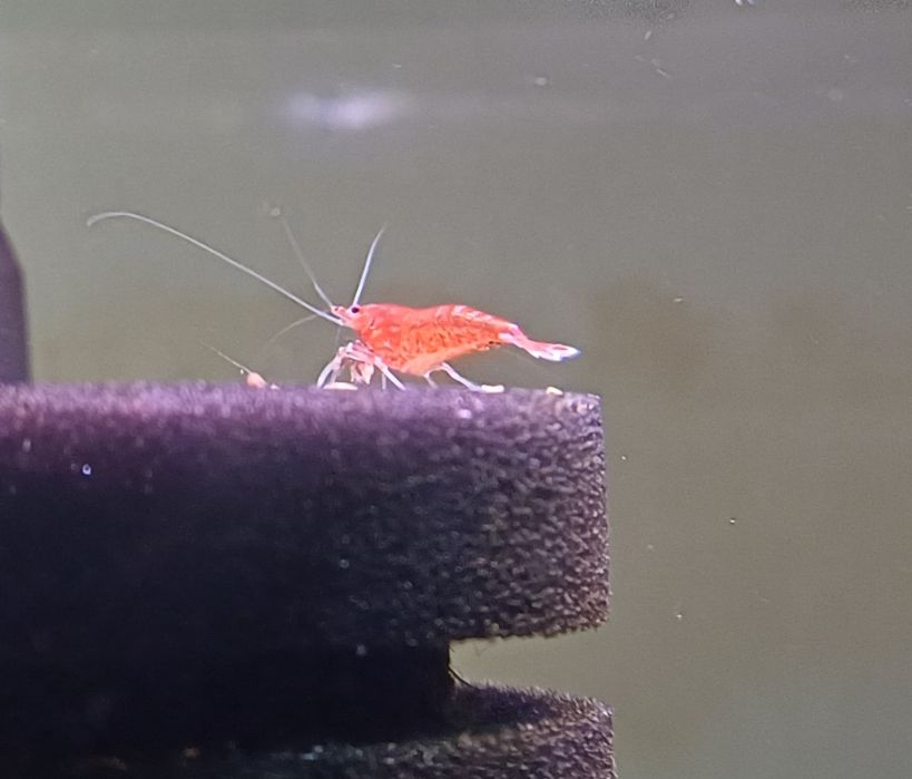 Krewetki red cherry neocaridina
