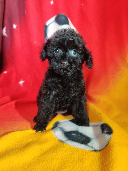 Девчушка Той Пуделя