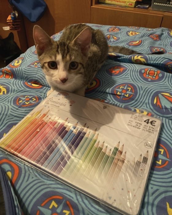 Nowe kredki zapakowane