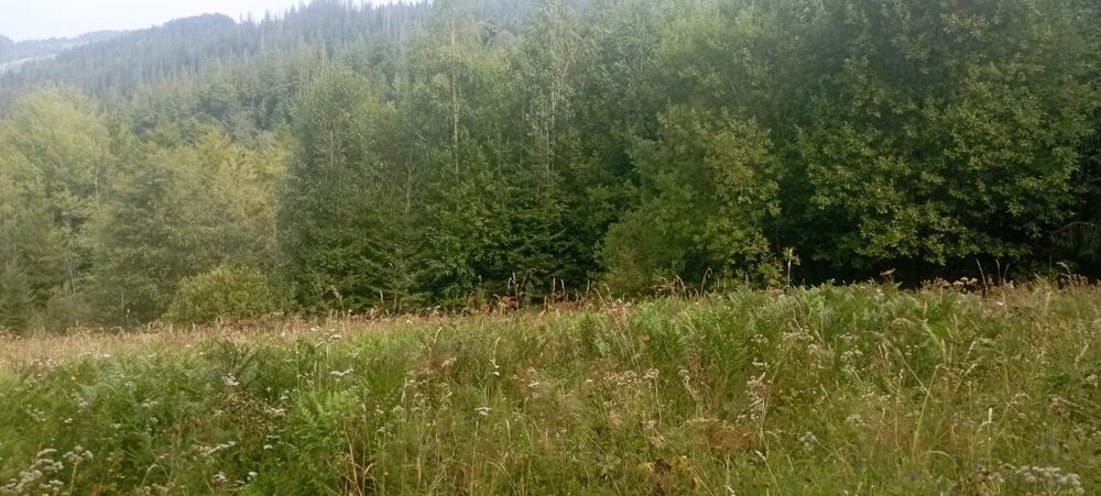 Земельна ділянка