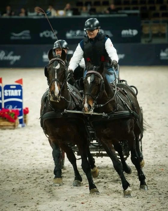 Para koni małopolskich Belfast i Peczudo