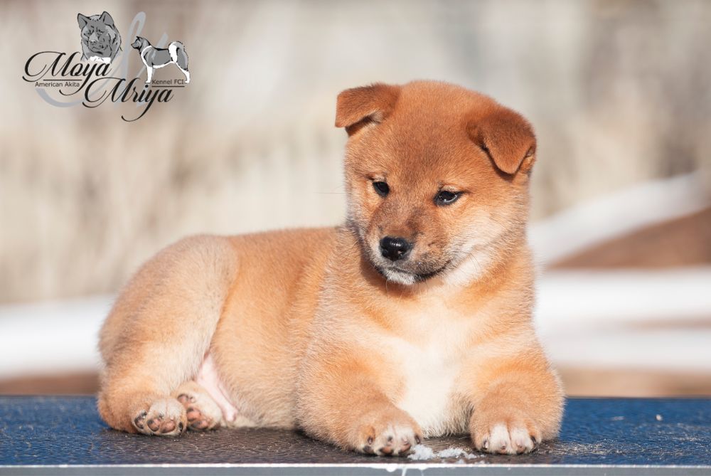 Шиба іну шиба ину shiba inu: 200 € Собаки Харьков на Olx