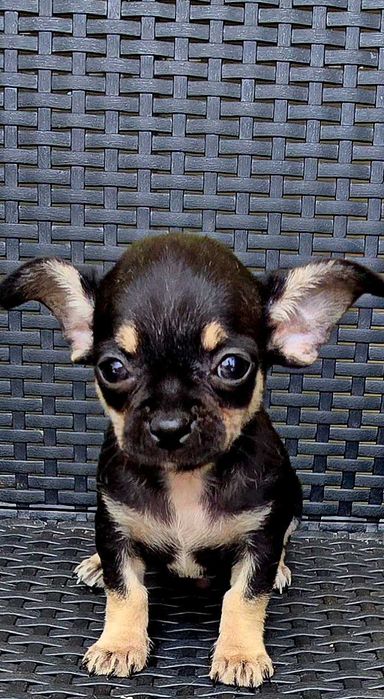 Chihuahua macho