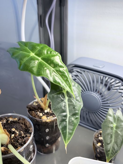 Alocasia Polly, planta da casa