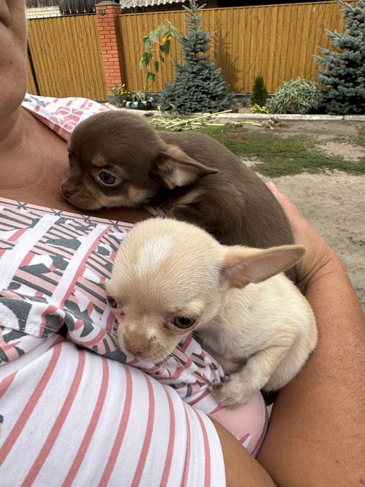 Чіхуахуа хлопчик