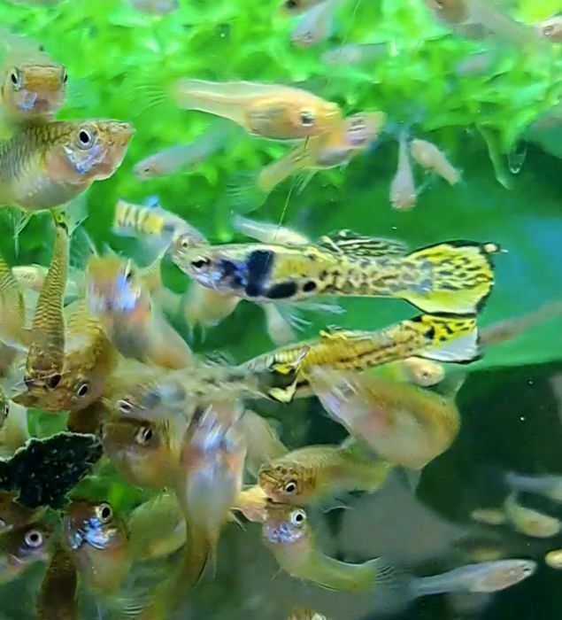 Trio Guppys endler Tiger