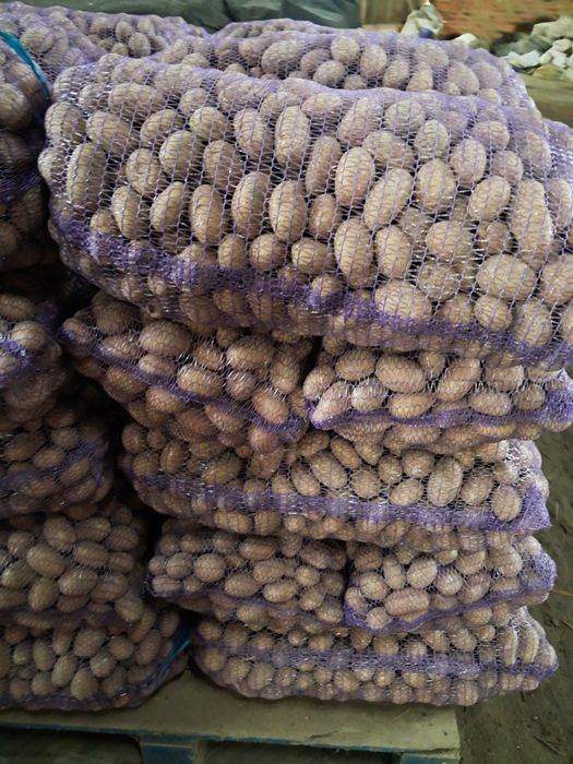 Посадкова картопля Королева Анна, насіннєва картопля, посадка