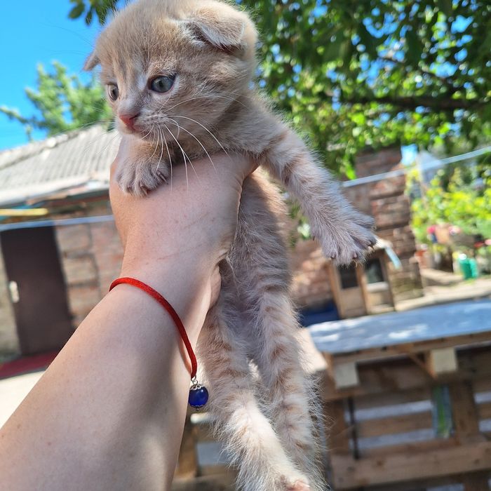 Кошенята шотландца