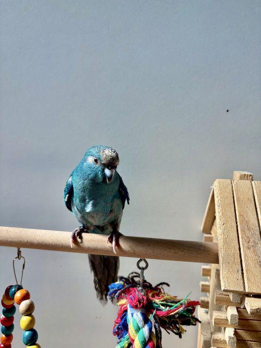 Kakarikis domesticados
