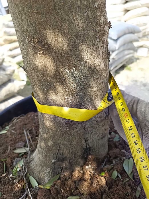 Drzewo drzewko oliwne duże 160-180 cm  Gruby pień ,możliwa wysyłka.