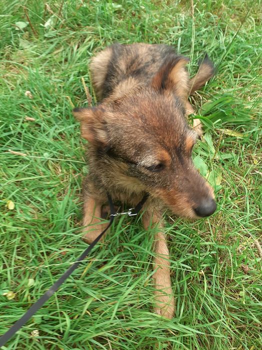 Urocza suczka do adopcji