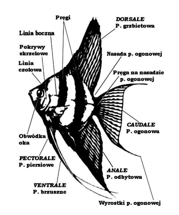 Skalary Rio Nanay F2