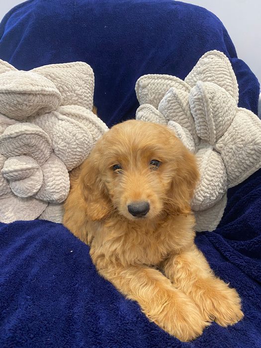 Sprzedam pięknego labradoodle