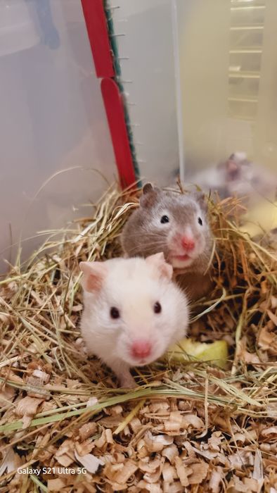 Хомяк кремовый коричневый серый окрасы разные хомячки джунгарские