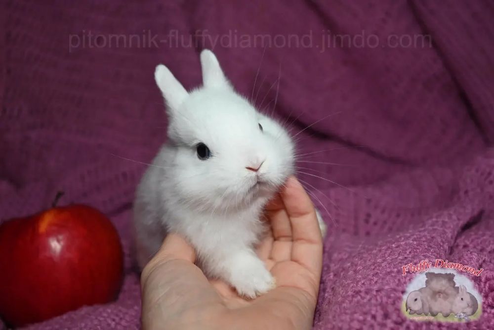Ефектні кроленята. Висловухі NHD, Mini Lop. Ангора, Гермелін!