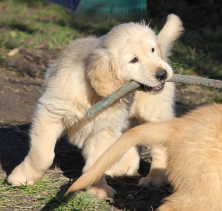 Chłopczyk jasnozłoty linii Amerykański Golden Retriever
