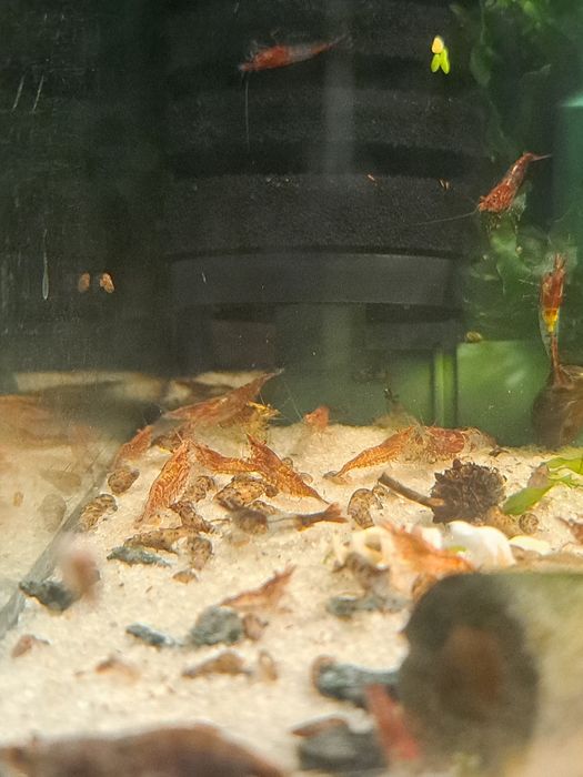 Camarões Neocaridina Red Cherry