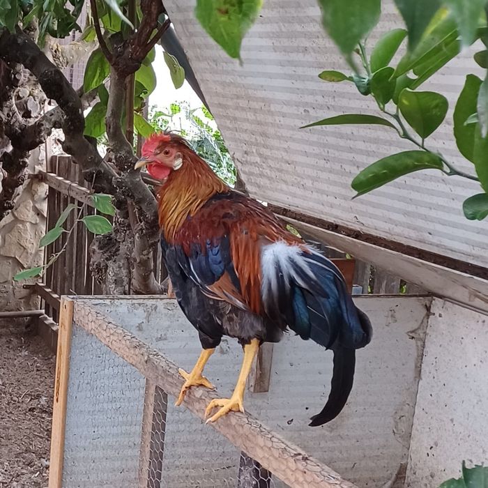 Galo Leghorn 5 meses