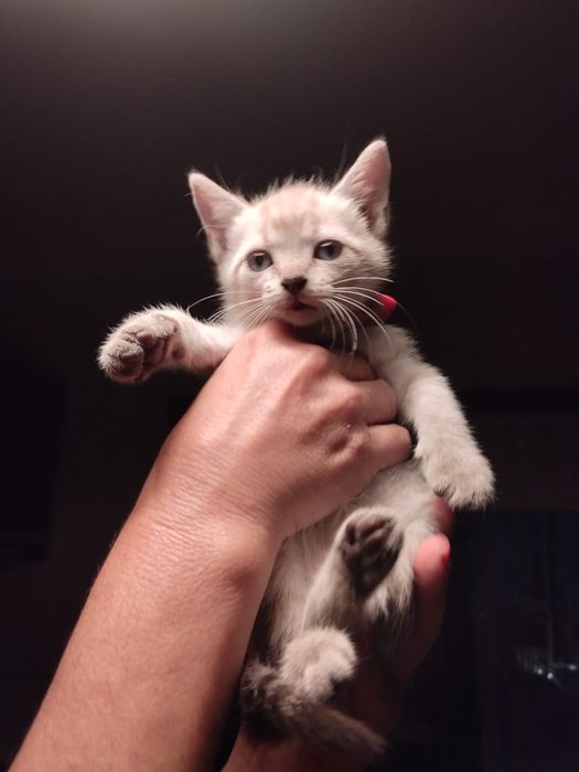 Gatinhos bebés  para adoção