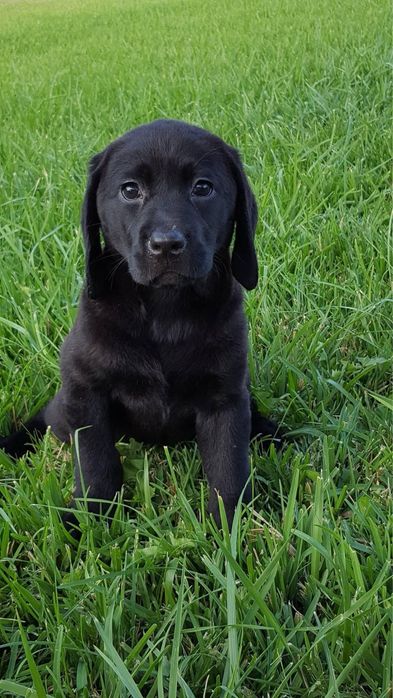 Labrador retriever