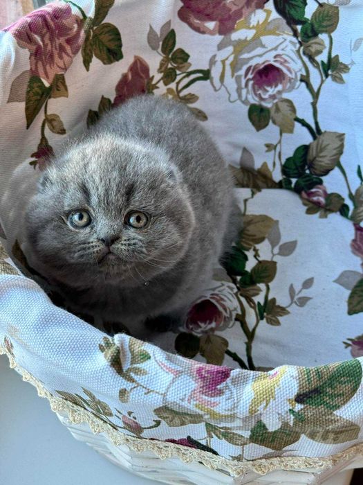 Шотландський висловухий хлопчик Вілліс