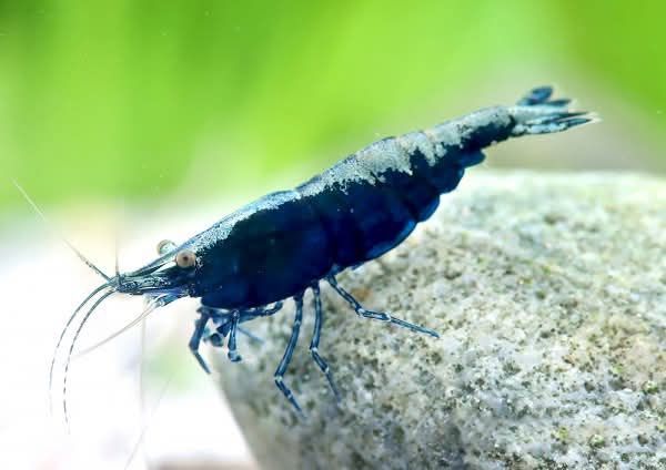 Vendo várias neocaridina de grade A