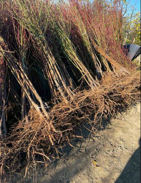 Саджанці черешні, вишні, яблука, груші, сливи, персик, абрикос