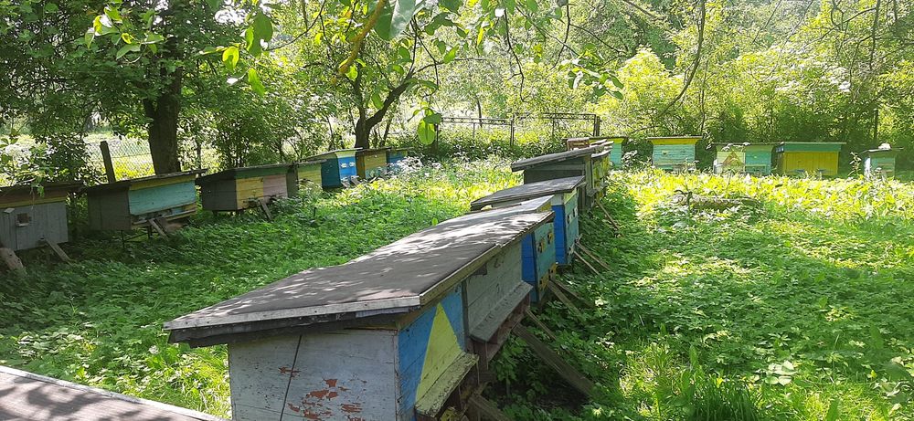 Бджолосімї,  вулики,
