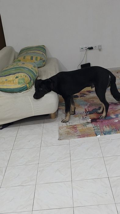 Preciso de um lar para esse companheiro