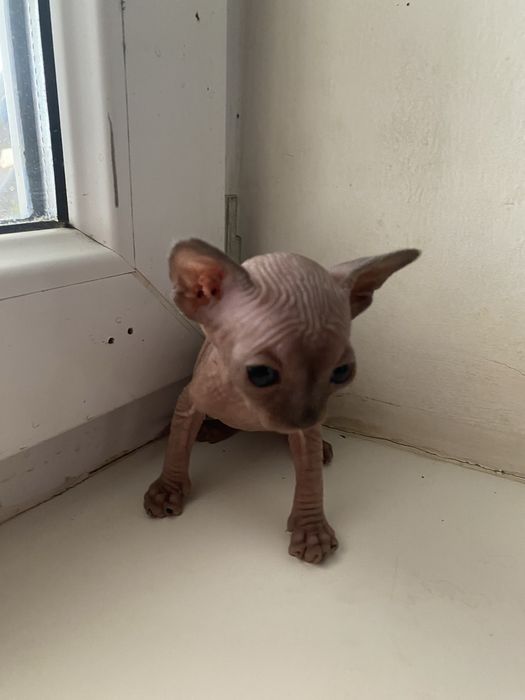 Кошенята канадського сфінкса