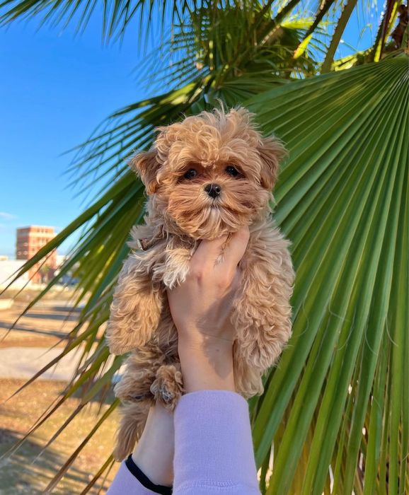 Мальтіпу мікро, міні та стандарти