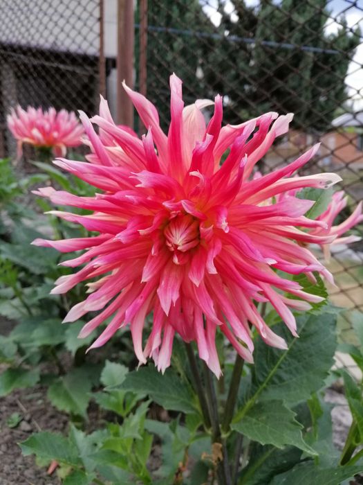 Жоржина. Георгина "Алые паруса"