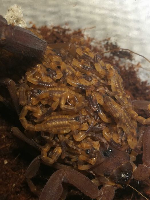 Skorpion, ptasznik Heterometrus/Babycurus/Chaerilus/Janalychas