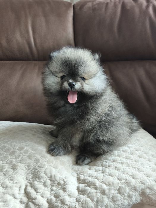 Szpic miniaturowy Pomeranian suczka