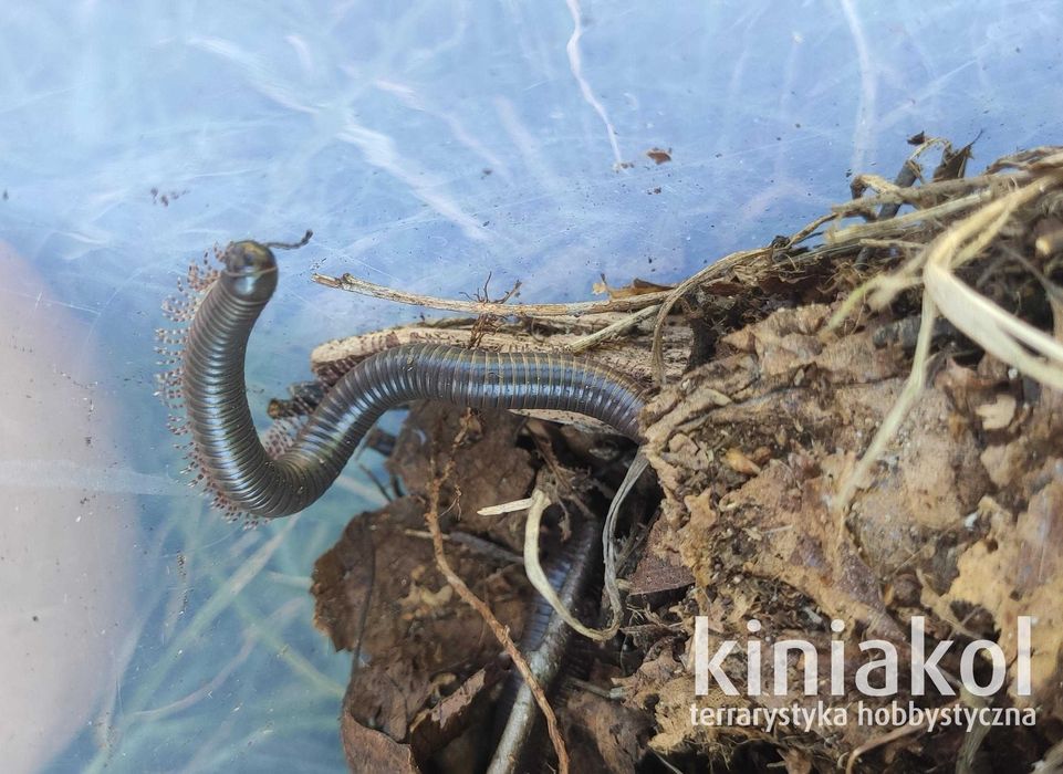 Krocionóg kenijski - Telodeinopus aoutii