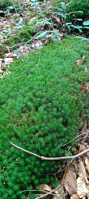 Живий, свіжий лісовий мох для равликів,черепах,домашніх тварин,для дек